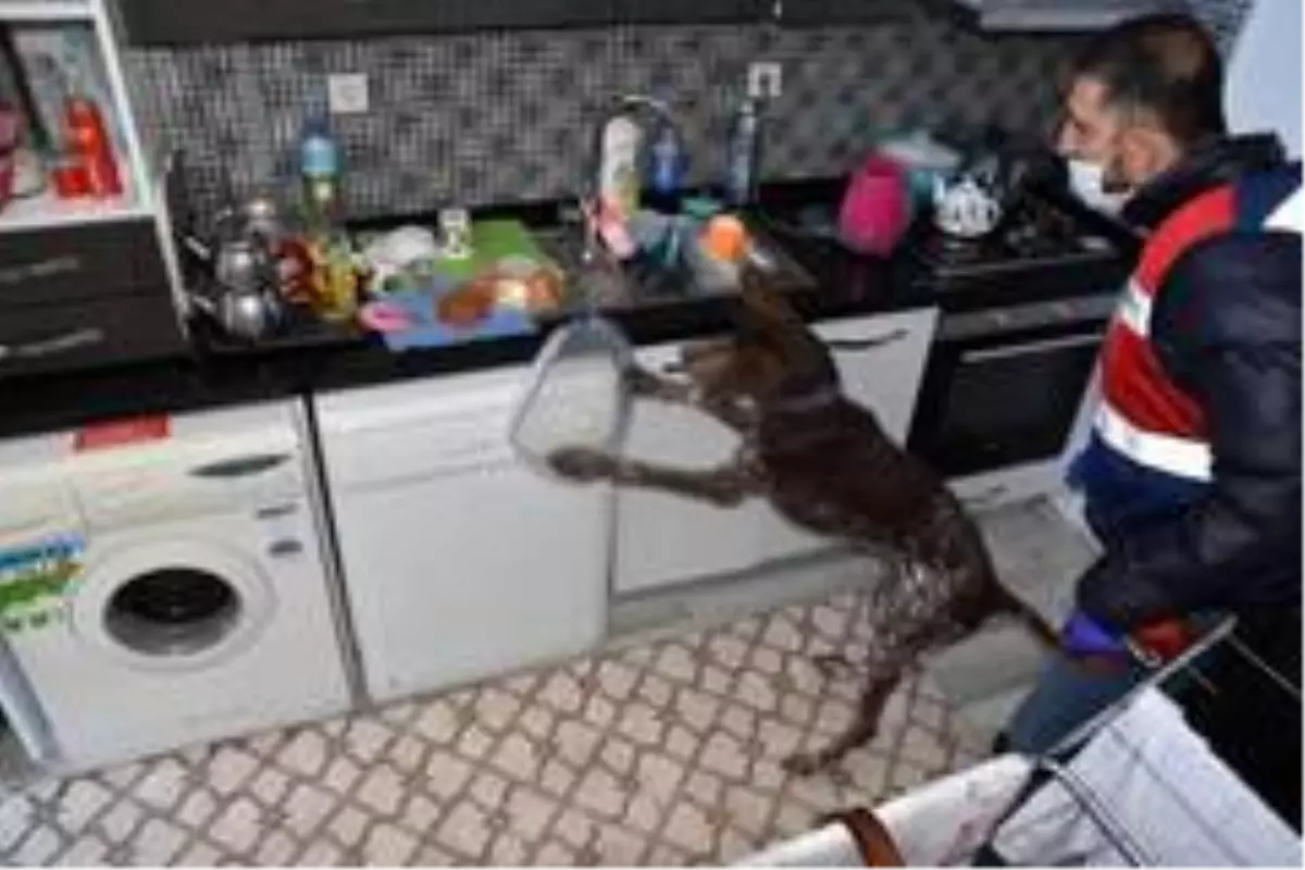 Köpek timi ile uyuşturucu operasyonu: 4 gözaltı