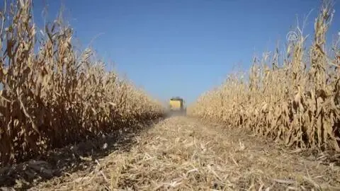 Mısır, fiyatıyla çiftçinin yüzünü güldürdü.
