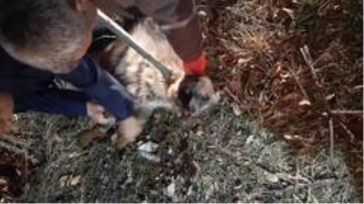 Otomobilin çarptığı çizgili sırtlan yaralandı