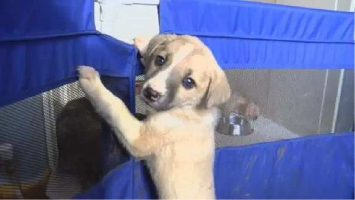 Pendik'te ölüme terk edilen yavru köpekleri bulan hayvansever konuştu