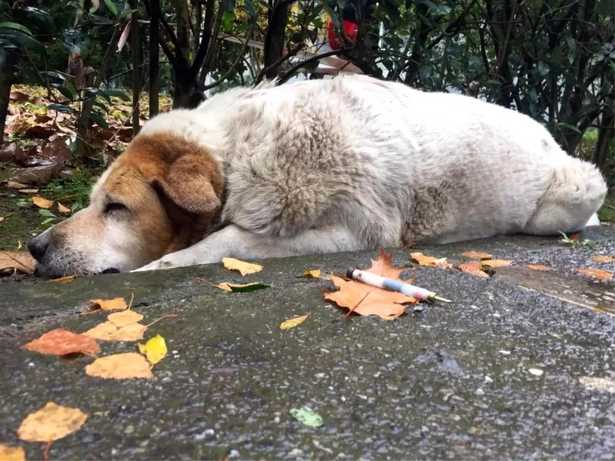 Savcılıktan köpek katliamı ile ilgili açıklama Haberler