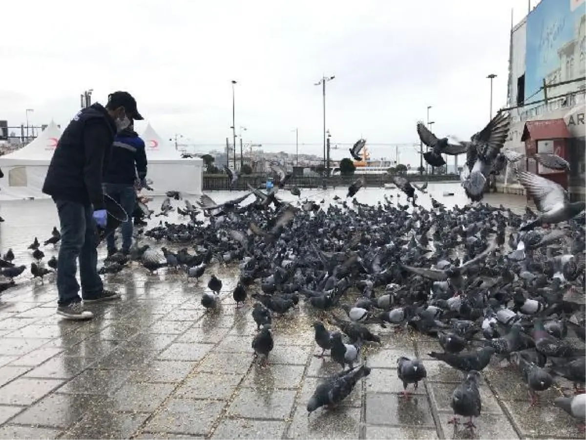 Sokağa çıkma kısıtlamasında sokak hayvanları unutulmadı