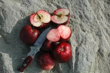 Tescillenen içi dışı kırmızı elmaya yurt içi ve yurt dışından sipariş yağıyor Tescillenen içi dışı kırmızı elmaya yurt içi ve yurt dışından sipariş yağıyor