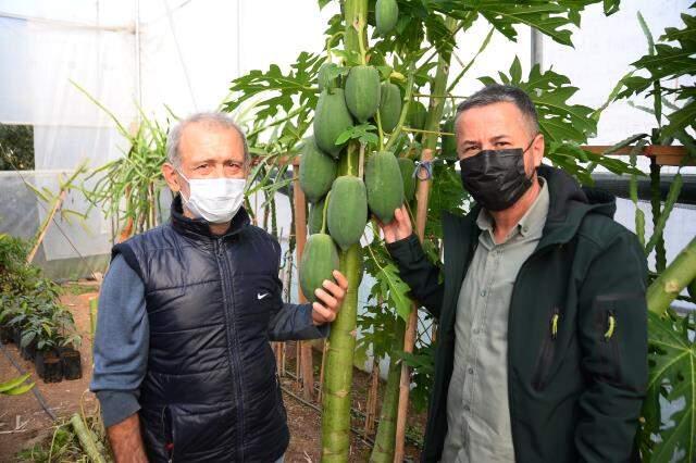 Bahçesinde yetiştirdiği papaya meyvesinden sezonda 45 bin TL gelir elde ediyor
