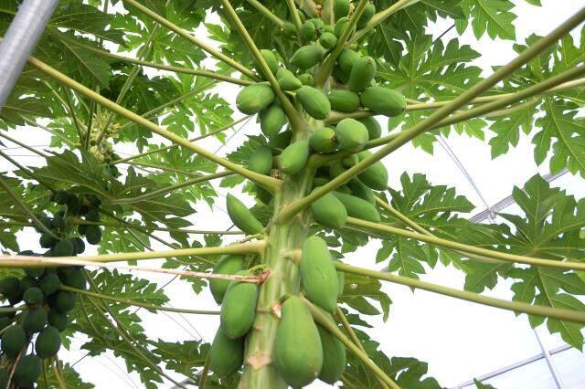 Bahçesinde yetiştirdiği papaya meyvesinden sezonda 45 bin TL gelir elde ediyor