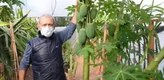 Gemicilik: Bahçesinde yetiştirdiği papaya meyvesinden sezonda 45 bin TL gelir elde ediyor Gemicilik: Bahçesinde yetiştirdiği papaya meyvesinden sezonda 45 bin TL gelir elde ediyor