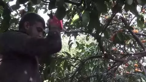 Rekoltesi düşen mandalina fiyatıyla üreticisini sevindirdi Rekoltesi düşen mandalina fiyatıyla üreticisini sevindirdi
