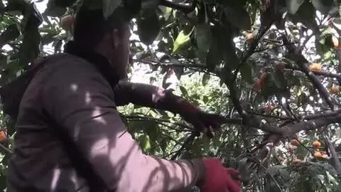 Rekoltesi düşen mandalina fiyatıyla üreticisini sevindirdi Rekoltesi düşen mandalina fiyatıyla üreticisini sevindirdi