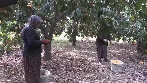Rekoltesi düşen mandalina fiyatıyla üreticisini sevindirdi Rekoltesi düşen mandalina fiyatıyla üreticisini sevindirdi