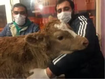 Yeni doğan buzağı gece yarısı ameliyata alındı
