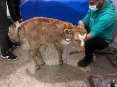 Yeni doğan buzağı gece yarısı ameliyata alındı