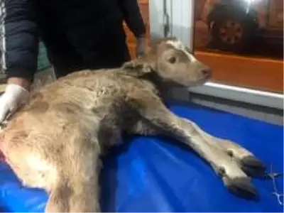 Yeni doğan buzağı gece yarısı ameliyata alındı