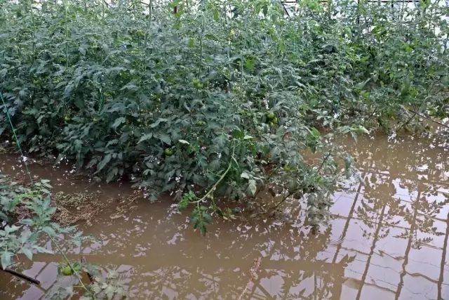 Antalya�da kuvvetli yağış sonrası tarım arazileri sular altında kaldı