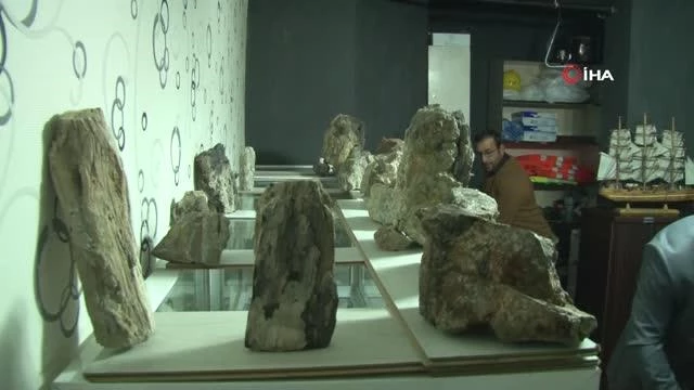 Erzurum'da 160 milyon yıllık taşlaşmış fosil ağaç bulundu