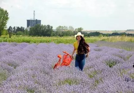 Kuraklığın yaşandığı Edirne'de, buğday ve ayçiçeği tarlalarına lavanta ekiliyor Kuraklığın yaşandığı Edirne'de, buğday ve ayçiçeği tarlalarına lavanta ekiliyor