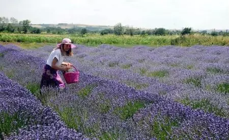 Kuraklığın yaşandığı Edirne'de, buğday ve ayçiçeği tarlalarına lavanta ekiliyor Kuraklığın yaşandığı Edirne'de, buğday ve ayçiçeği tarlalarına lavanta ekiliyor