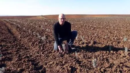 Kuraklığın yaşandığı Edirne'de, buğday ve ayçiçeği tarlalarına lavanta ekiliyor Kuraklığın yaşandığı Edirne'de, buğday ve ayçiçeği tarlalarına lavanta ekiliyor