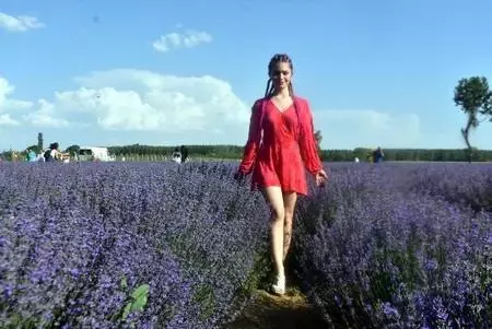 Kuraklığın yaşandığı Edirne'de, buğday ve ayçiçeği tarlalarına lavanta ekiliyor Kuraklığın yaşandığı Edirne'de, buğday ve ayçiçeği tarlalarına lavanta ekiliyor