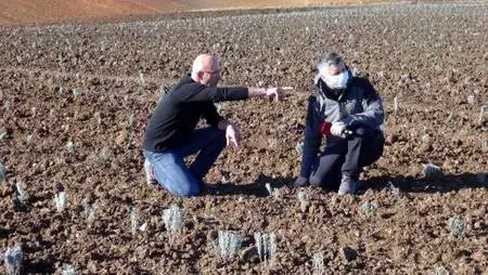 Kuraklığın yaşandığı Edirne'de, buğday ve ayçiçeği tarlalarına lavanta ekiliyor Kuraklığın yaşandığı Edirne'de, buğday ve ayçiçeği tarlalarına lavanta ekiliyor