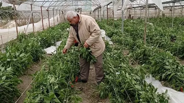 Samandağ'da şiddetli rüzgar seralara zarar verdi