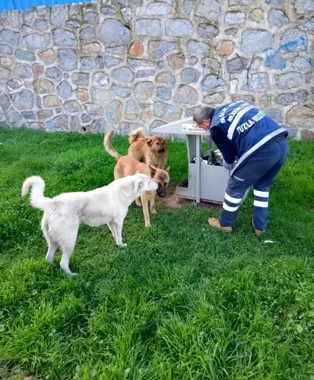 Tuzla�da kısıtlama günlerinde sokak hayvanları unutulmadı Haberler