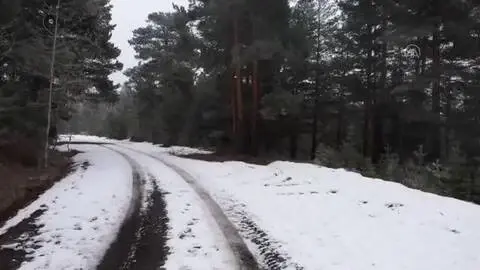 Uydudan takip edilen bozayı 141 günde 1033 kilometre yol aldı