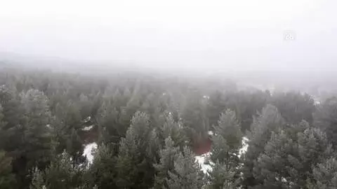 Uydudan takip edilen bozayı 141 günde 1033 kilometre yol aldı