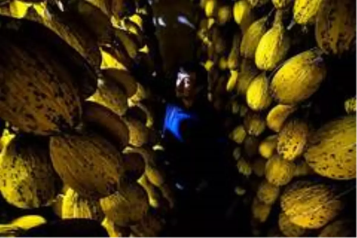 Yazlık kavunlar kışlık sofraları süslüyor