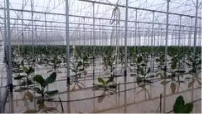 Antalya'da sel 9 bin 530 dekar ekili alana zarar verdi Antalya'da sel 9 bin 530 dekar ekili alana zarar verdi