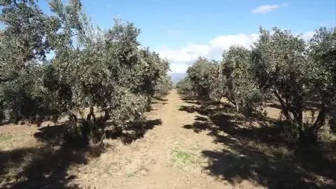 BALIKESİR - Ulusal Zeytin ve Zeytinyağı Konseyi İcra Direktörü Tan üreticilerin beklentilerini anlattı