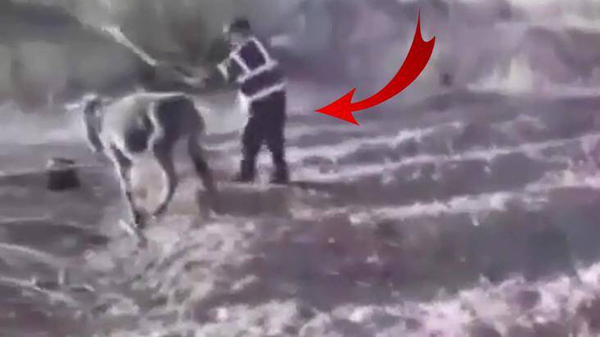 İşkenceye dayanamayan eşek yere yığılırken; o anları gülerek kayda aldılar