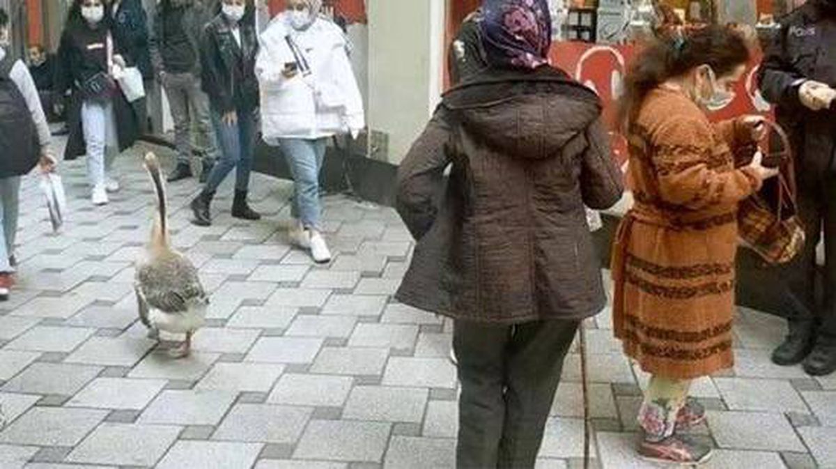 Cadde ortasında ilginç anlar! Köpek gezdirir gibi 'Kaz' gezdirdi, görenleri şaşkınlığa uğrattı