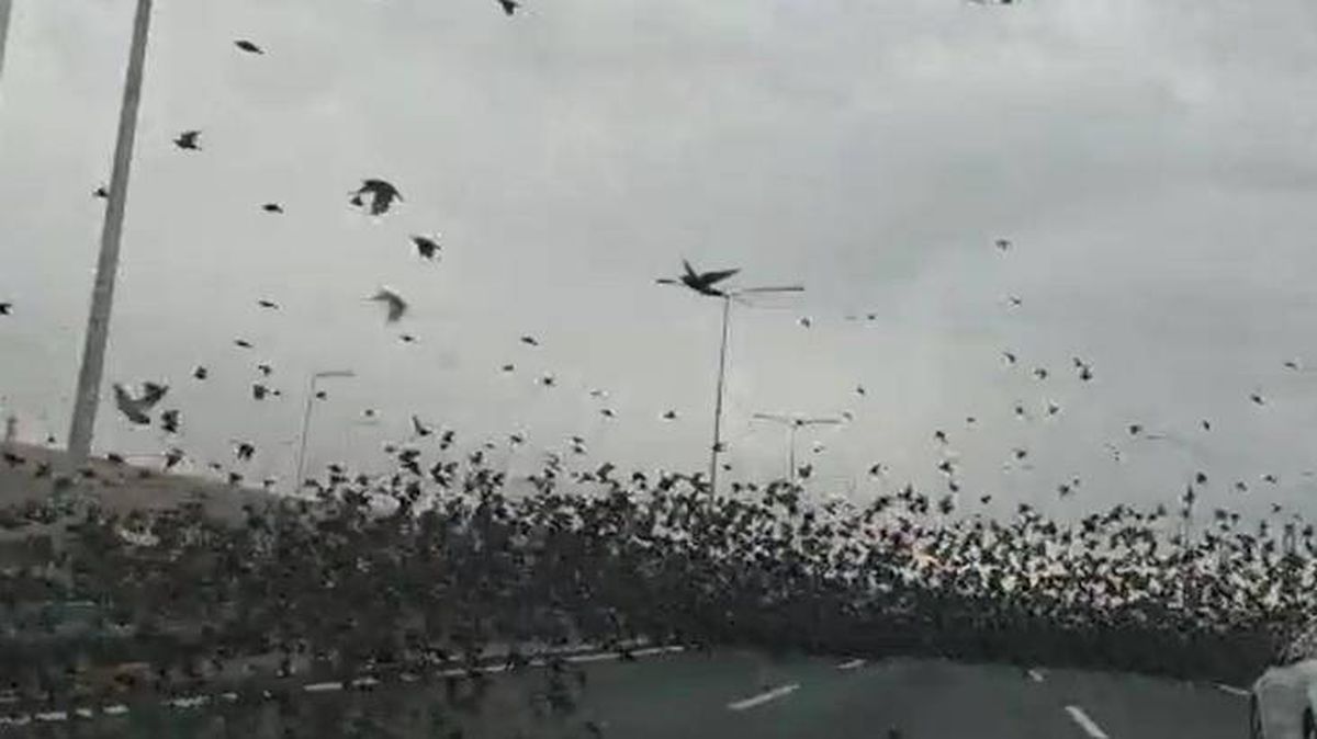Film sahnesi değil gerçek! On binlerce kuş Ankara otobanına indi