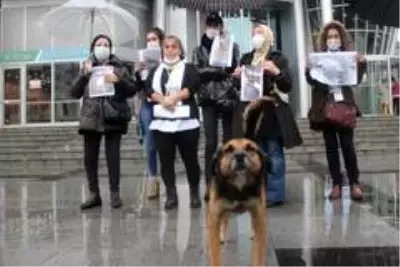 İzmit'te öldürülen köpekler için hayvanseverlerden tepki İzmit'te öldürülen köpekler için hayvanseverlerden tepki