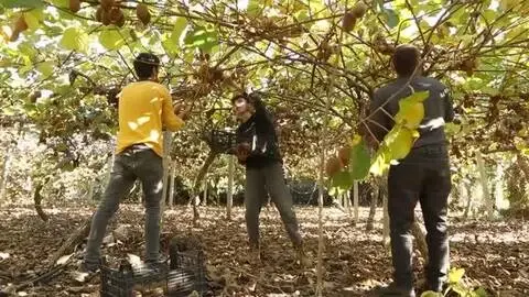 KASTAMONU - Üretici kivi hasadından memnun KASTAMONU - Üretici kivi hasadından memnun