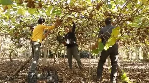 KASTAMONU - Üretici kivi hasadından memnun KASTAMONU - Üretici kivi hasadından memnun