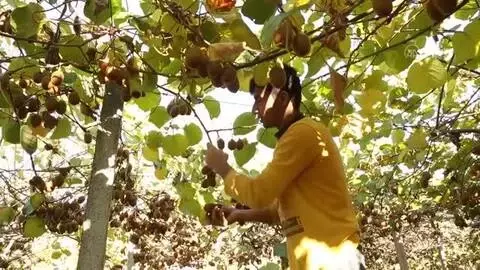KASTAMONU - Üretici kivi hasadından memnun KASTAMONU - Üretici kivi hasadından memnun