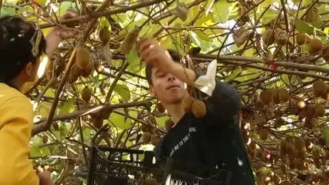 KASTAMONU - Üretici kivi hasadından memnun KASTAMONU - Üretici kivi hasadından memnun