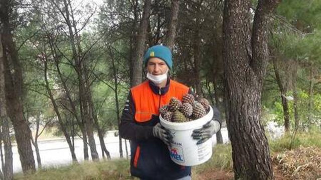 Kaz Dağları'ndaki çam fıstıkları geçim kaynağı oldu: Kilosunu 400 liradan satıyor
