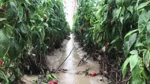 Kuvvetli sağanak nedeniyle Kaş'ta 30 dekar sera alanı zarar gördü Kuvvetli sağanak nedeniyle Kaş'ta 30 dekar sera alanı zarar gördü