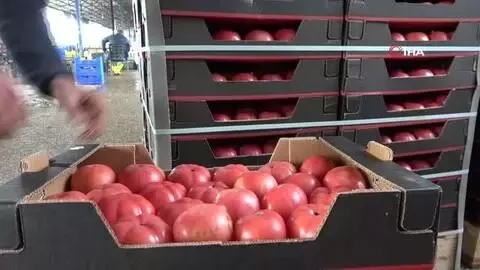 - Rusya'nın domates ve biber kararına ihracatçı ile üreticilerden tepki - Rusya'nın domates ve biber kararına ihracatçı ile üreticilerden tepki