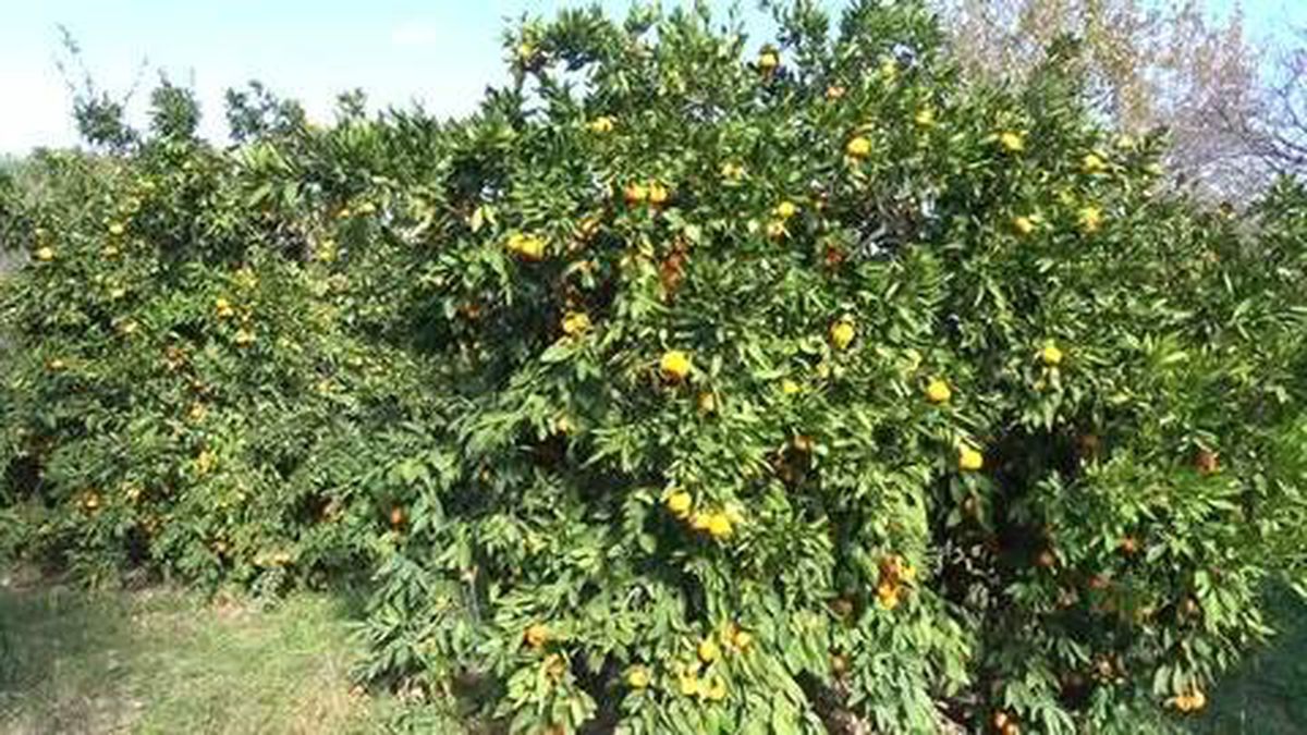 Son dakika haberi: BALIKESİR - Havran'da sağlık çalışanlarına 2 ton mandalina dağıtıldı
