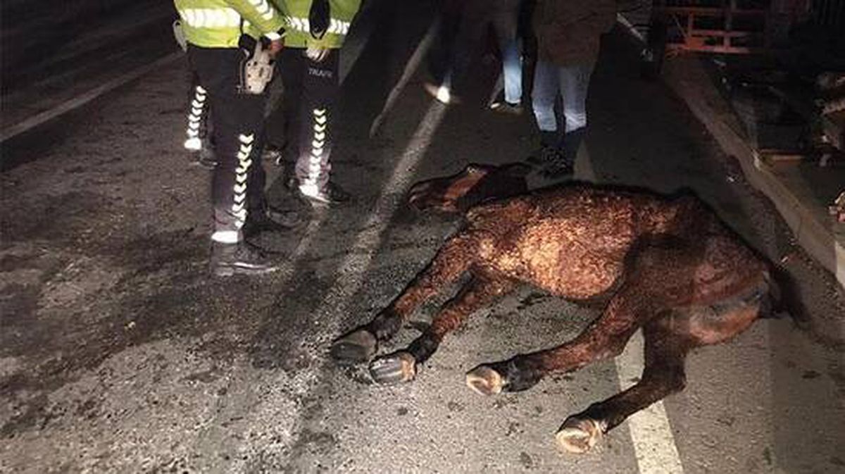 Belediye ekipleri, 'Sahipli hayvan olduğu için bakamayız' dedikleri yaralı atı ölüme terk etti