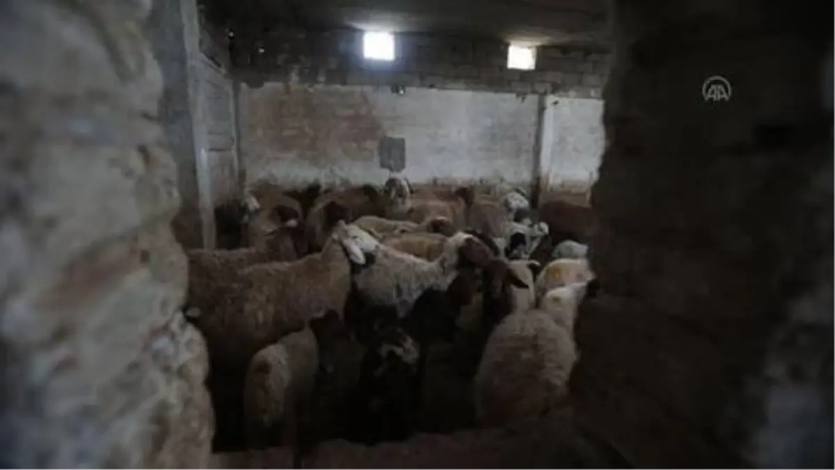 Fırat Kalkanı sahasında büyükbaş ve küçükbaş hayvanlara küpeleme çalışması