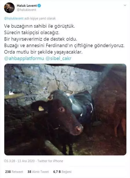 Haluk Levent, cinsel saldırıya uğrayan buzağı ve annesini satın aldı Haluk Levent, cinsel saldırıya uğrayan buzağı ve annesini satın aldı