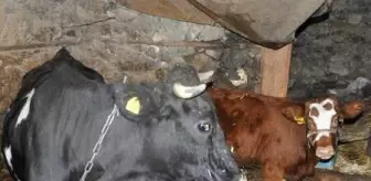 Yeşilyurt Mahallesi: Haluk Levent, cinsel saldırıya uğrayan buzağı ve annesini satın aldı Yeşilyurt Mahallesi: Haluk Levent, cinsel saldırıya uğrayan buzağı ve annesini satın aldı