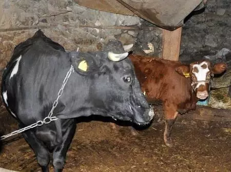 Haluk Levent, cinsel saldırıya uğrayan buzağı ve annesini satın aldı Haluk Levent, cinsel saldırıya uğrayan buzağı ve annesini satın aldı