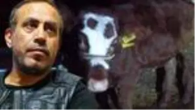 Haluk Levent, cinsel saldırıya uğrayan buzağı ve annesini satın aldı Haluk Levent, cinsel saldırıya uğrayan buzağı ve annesini satın aldı