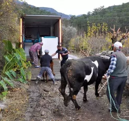 Haluk Levent, cinsel saldırıya uğrayan buzağı ve annesini satın aldı Haluk Levent, cinsel saldırıya uğrayan buzağı ve annesini satın aldı