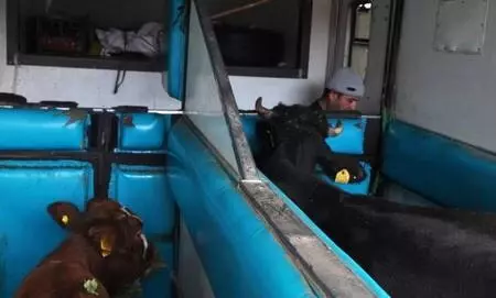 Haluk Levent, cinsel saldırıya uğrayan buzağı ve annesini satın aldı Haluk Levent, cinsel saldırıya uğrayan buzağı ve annesini satın aldı